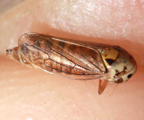 Macropsis fuscula